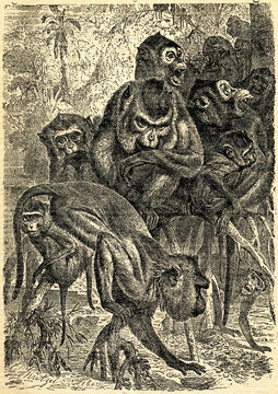 Crab-eating macaque (Macaca fascicularis) from Brehm's Animal Life, 1927