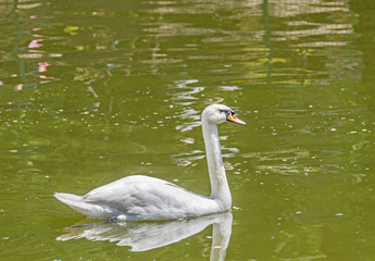 White swan with orange beak, feathers, close up, isolated on water
