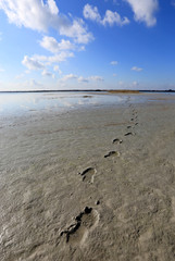 footsteps on wet sand