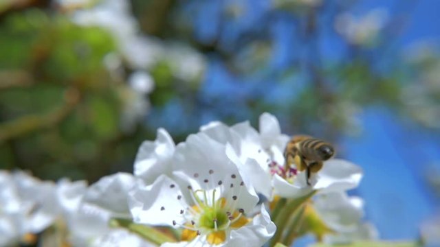 HD slow motion view how working bee approaching in front of the white flower
