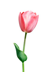 Tulips beautiful pink flowers