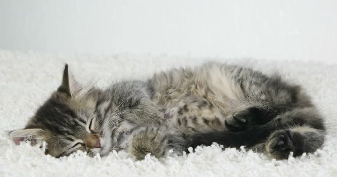 cute kitten sleeps