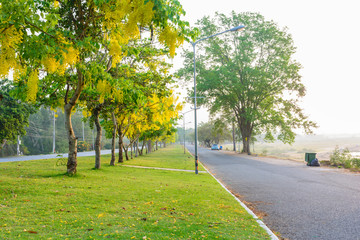 Yellow tree in park
