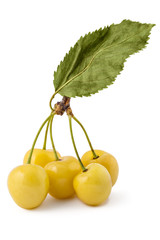 Fresh ripe organic white cherries, branch with leaves, isolated on a white background