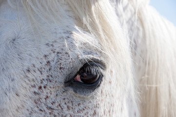 occhio del cavallo