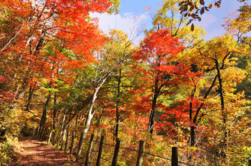 紅葉の山道