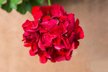 Red geranium flower
