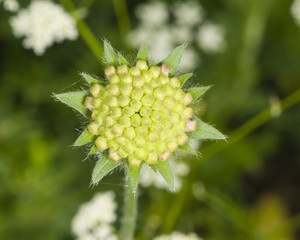 Flower bud of Field Scabious, Knautia Arvensis, with dark bokeh background macro, selective focus