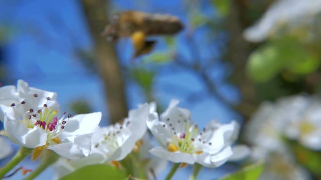 HD slow motion how hardworking bee slowly approach and land on a white bloom
