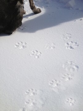 Cropped Image Of Dog And Paw Prints In Snow