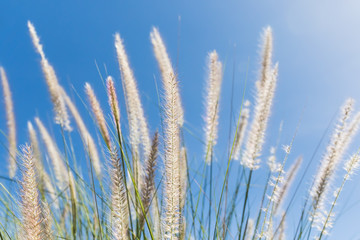 Cogon Grass on blue sky background