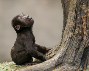 Female infant western lowland gorilla by tree - obrazy, fototapety, plakaty