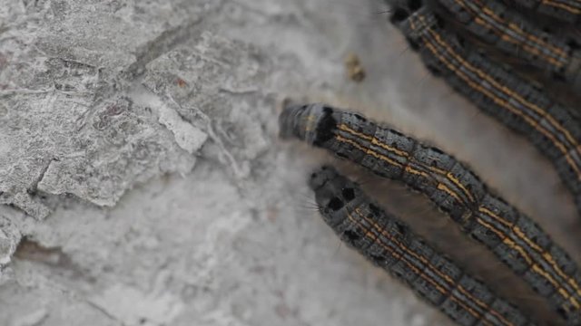 Caterpillars on the bark of apple tree. Macro 2