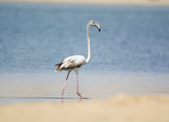 Greater Flamingo