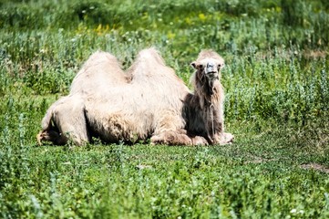 Camel on pasture