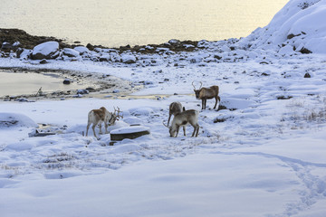 Reindeer (Rangifer tarandus) in winter-landscape near Lodingen, Nordland county, Norway