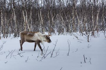 Reindeer (Rangifer tarandus) in winter-landscape in Nordland county, Norway
