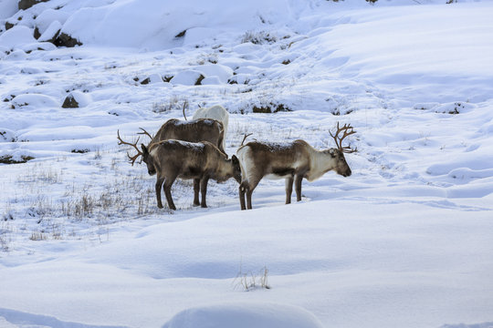 Reindeer (Rangifer tarandus) in winter-landscape near Lodingen, Nordland county, Norway