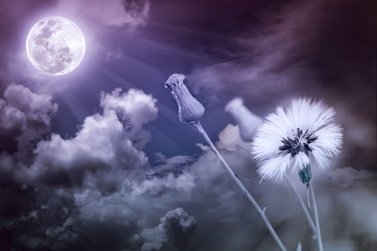 Attractive Photo Of Flowers With Full Moon And Moonlight In Night