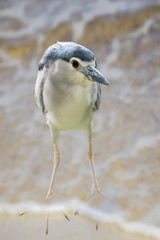 Curiosity/Photo of the Sandpiper marsh