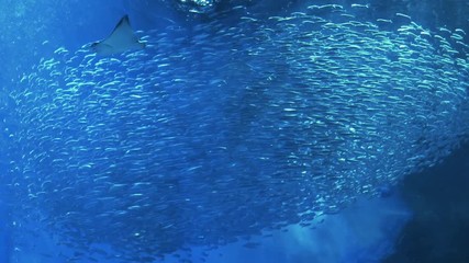 Large school of Bigeye sardine with Manta ray and Sharks
