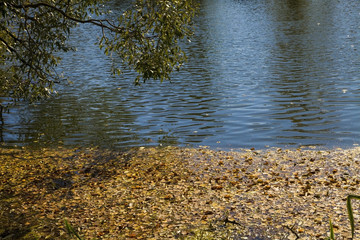Fallen leaves in autumn pond