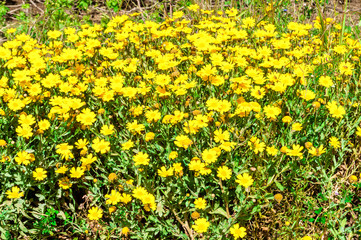 Dandelion