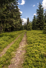 Fototapeta na wymiar pathway with trees, bilberry growth and blue sky with clouds in Beskids mountains