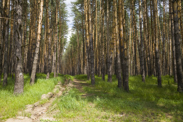 Obraz premium Pine forest in summer day