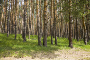 Pine forest in summer day