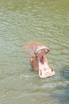 Animal open a mouth to eat