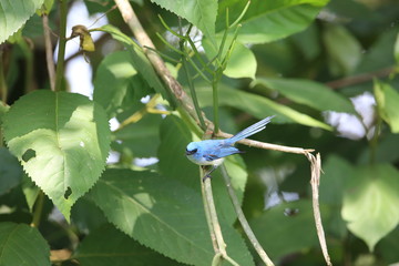 African Blue flycatcher (Elminia longicauda) in Kibale national Park, Uganda
