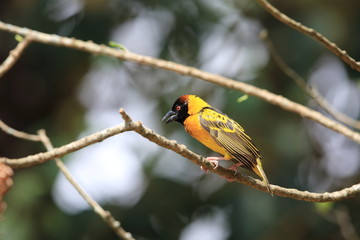 Village Weaver (Ploceus cucullatus) in Kibale National Park, Uganda