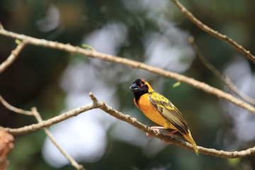 Fototapeta premium Village Weaver (Ploceus cucullatus) in Kibale National Park, Uganda