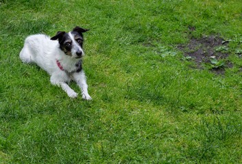 Jack Russell cross dog. Bald patch on lawn. Copy space.