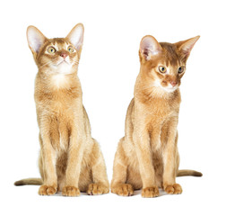 Abyssinian kitten looking