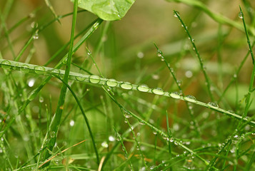 gouttes de rosée sur des brins d'herbe