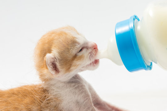 Feeding the Kitten on white background