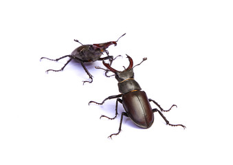 Lucanes