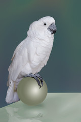 White Cockatoo parrot/Photo of a large white Cockatoo parrot