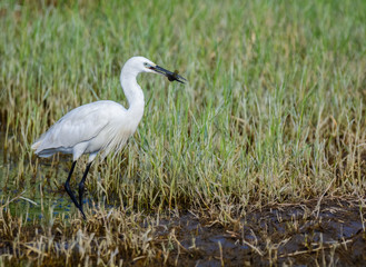 Little Egret bird