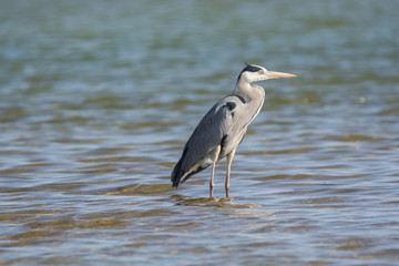 Grey Heron