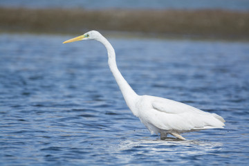 Great White Egret Fishing