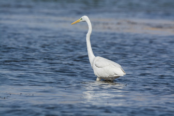 Fototapeta na wymiar Great White Egret Fishing