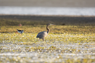 Purple Heron