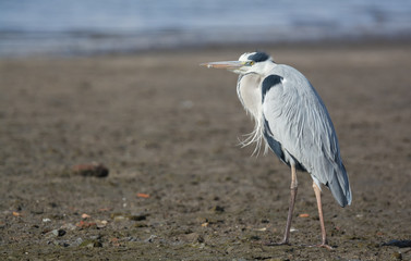 Grey Heron