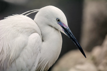 Little Egret bird