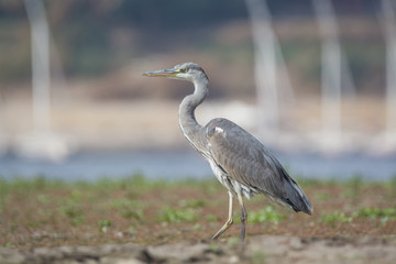 Grey Heron