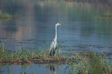 Grey Heron