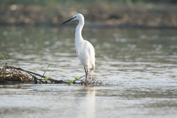 Little Egret bird